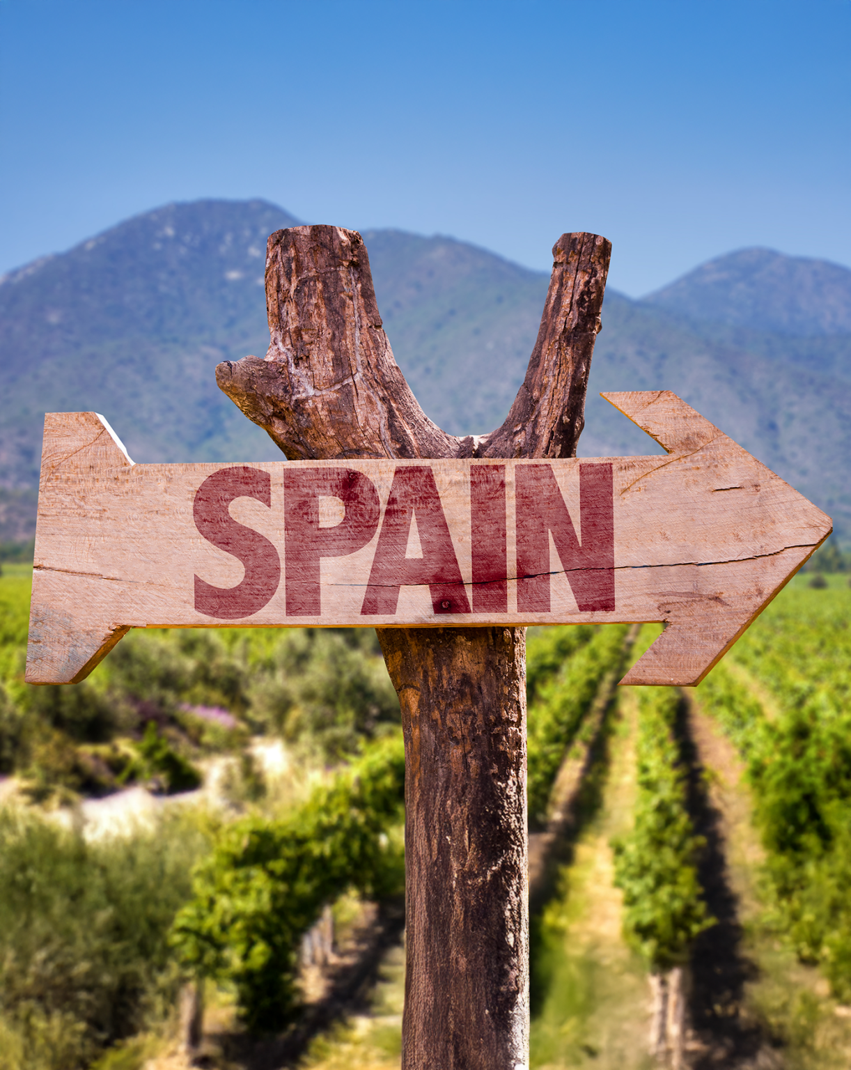 Napis "SPAIN" na drogowskazie, w tle winorośla
